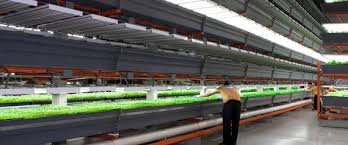 Why Vertical Farming Could Be On The Verge Of A Revolution -- And ... via Relatably.com