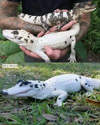Leucistic caiman with unique white skin