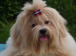 Resultado de imagem para LHASA APSO