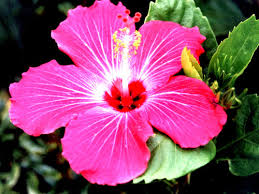 Resultado de imagen para flores bonitas