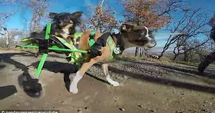 Kinh ngạc: Chó chỉ có hai chân chạy nhanh như... ngựa | Báo ...