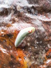 Triboniophorus graeffei : Red-Triangle Slug | Atlas of ...