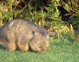Image result for wombat