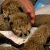 Video Of The Week - Cincinnati Zoo Debuts Adorable Newborn ...