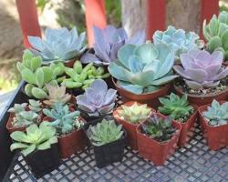 Image of various succulents