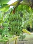 Image result for A comb Of Banana Fruit