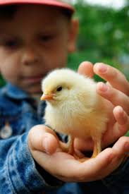 Can We Care “Too Much” About Animals? - do-we-care-too-much-chick