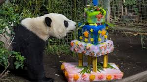 Image result for panda birthday
