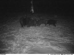 Wolves Save Lost Boys in Michigan: A Heartwarming Story of Survival ...