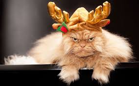 Image result for cats looking pissed in christmas hat