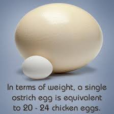 Image result for The largest bird egg: Ostrich Struthio camelus