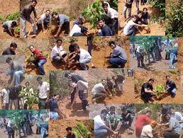 Image result for Tree plantation