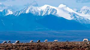 What Congress gets wrong about the Arctic Refuge and America’s sportsmen