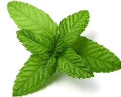 Image of Peppermint Leaf
