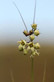 Image result for Sisyranthus imberbis