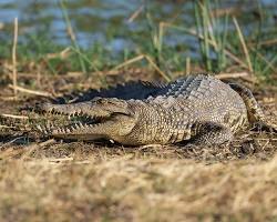 Crocodilo-de-Siã