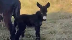 ¿Sabe usted que Mikel Merino llega hasta Ourense?