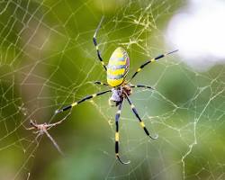 Image of Joro spider, spotted lanternfly, and other NYC bugs