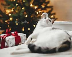 cat sleeping in a cozy bed with a Christmas tree in the backgroundの画像