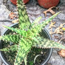 Image result for Aloe mossurilensis