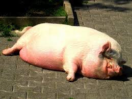Image result for extremely fat pig pictures