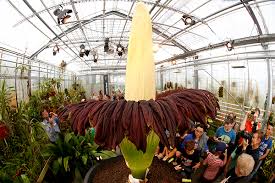 Resultado de imagem para Titan arum