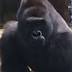 Report: Cincy Zoo's gorilla barrier wasn't in compliance but ....