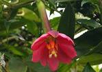 Passiflora tarminiana - , the free encyclopedia