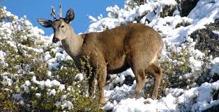 Resultado de imagem para huemul deer