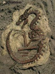 Fossilized dinosaur skeleton with delicate bones preserved