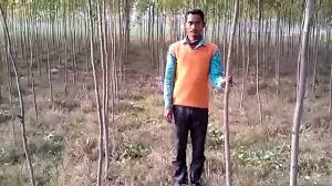 Image result for sagwan image green tree image