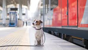 Voyagez GRATUITEMENT avec votre chien en train! Dépêchez-vous!