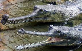 Image result for gharial