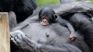 Bebê chimpanzé vira o mais novo integrante do Zoológico de SP, e nome será escolhido pelo público
