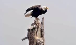 Jackie the Eagle’s Afterlife: Why Fans Are Fighting Tribes Over a Bird’s Bones