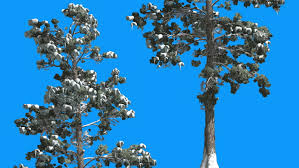 Image result for pictures of two Georgia pines in winter
