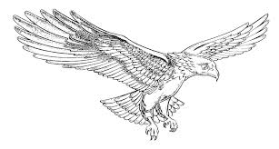Resultado de imagem para desenho de aguia