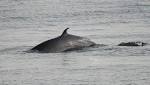 International call Japan halt Antarctic