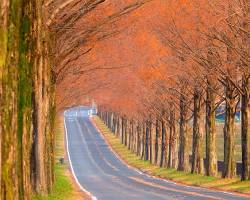 滋賀縣水杉林蔭道的圖片