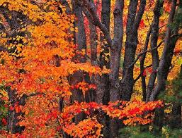 Image result for maple trees pictures
