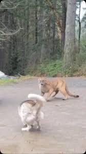 A powerful reminder to stay alert in cougar territory. This ...