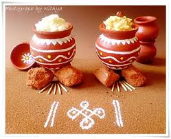 Image result for pongal festival images