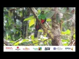 Resultado de imagen de Cali Colombia birdfair 2015