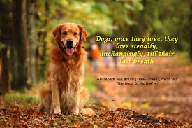 Dog always give their unconditionly love till their last breath ... via Relatably.com