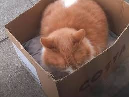 Costa Coffee Upholds Ban on Beloved Local Cat Despite Community Petition