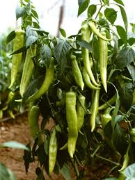 sera bitkisi ile ilgili görsel sonucu