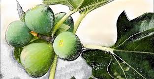 Résultat de recherche d'images pour "burying fig trees"