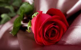 Image result for red rose images pictures