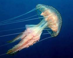 Image of PurpleStriped Jellyfish (Pelagia noctiluca)