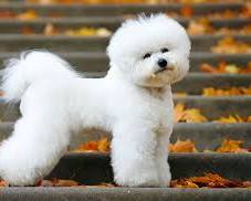 Imagen de Bichón Frisé dog